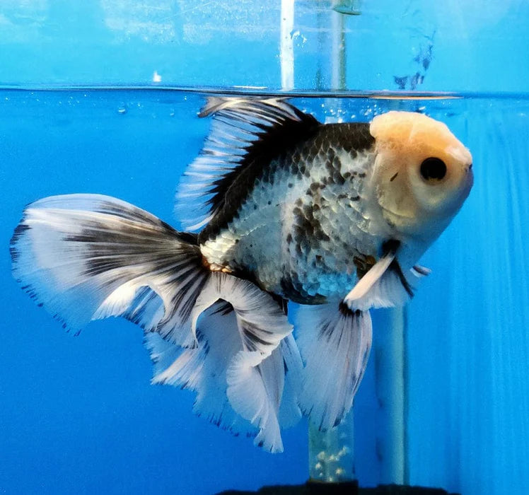 PANDA THAI ORANDA