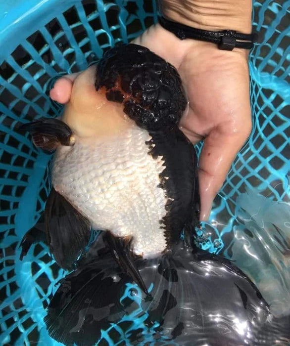 PANDA THAI ORANDA