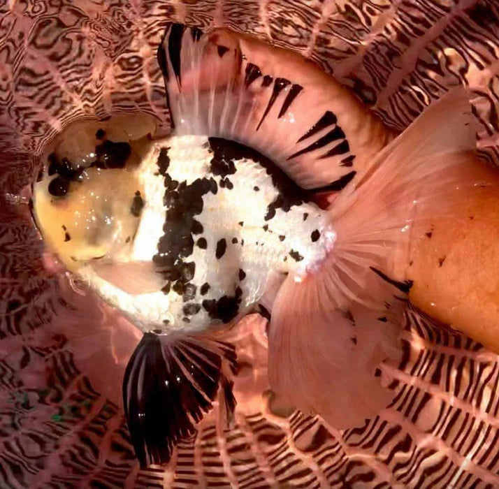 PANDA THAI ORANDA