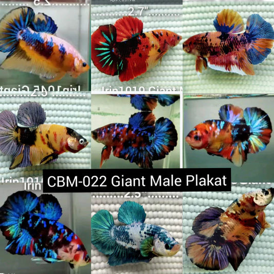 GIANT MIX COLOR PLAKAT MALE BETTA