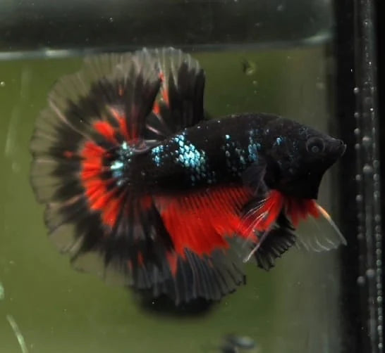 BLACK KOI NEMO MIX GALAXY MALE