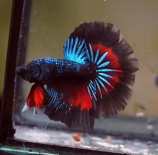 BLACK KOI NEMO MIX GALAXY MALE