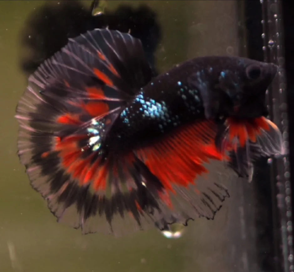 BLACK KOI NEMO MIX GALAXY MALE