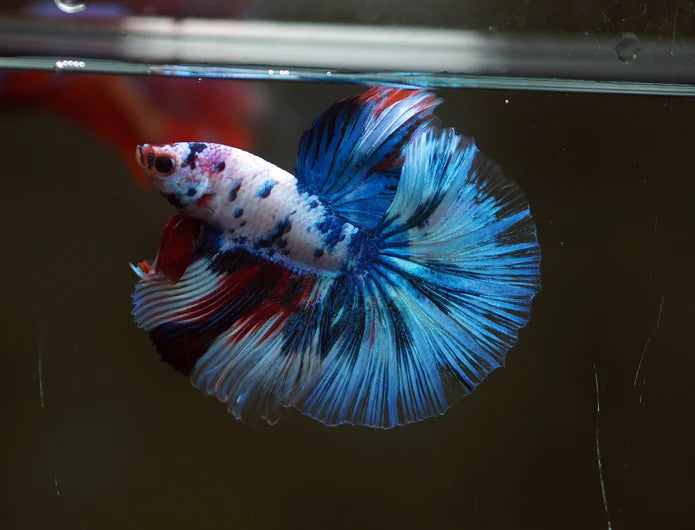 MARBLE MULTICOLOR OVER HALFMOON ROSETAIL MALE