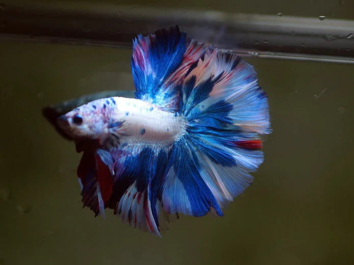 MARBLE MULTICOLOR OVER HALFMOON ROSETAIL MALE