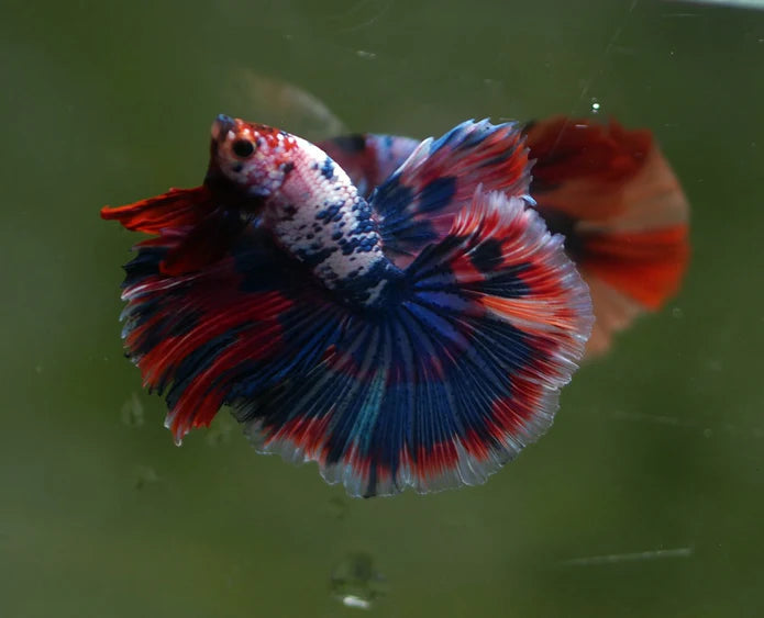 MARBLE MULTICOLOR OVER HALFMOON ROSETAIL MALE