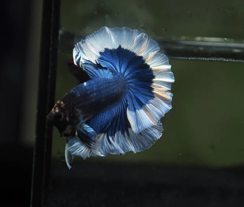 BLUE/GREEN BODY BUTTERFLY OVER HALFMOON ROSETAIL MALE