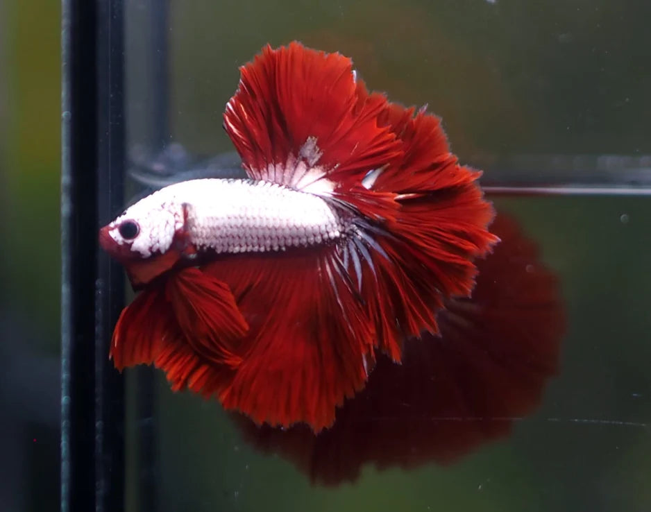 DRAGON MIX MOHAWK HALFMOON ROSETAIL MALE
