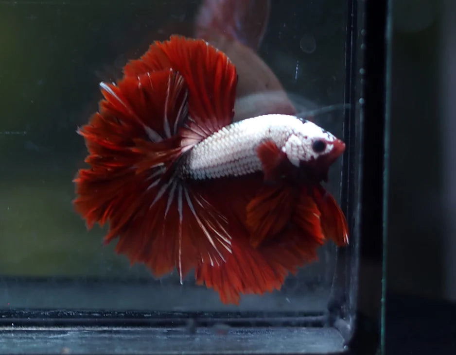 DRAGON MIX MOHAWK HALFMOON ROSETAIL MALE