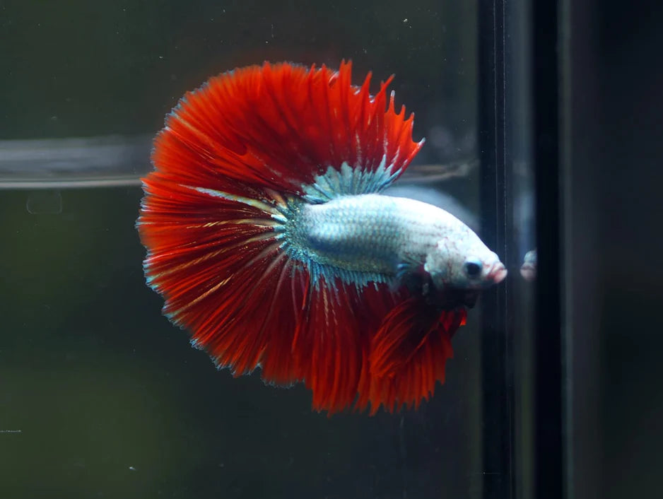 DRAGON MIX MOHAWK HALFMOON ROSETAIL MALE