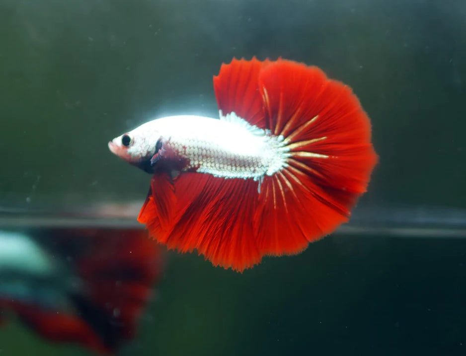 DRAGON MIX MOHAWK HALFMOON ROSETAIL MALE