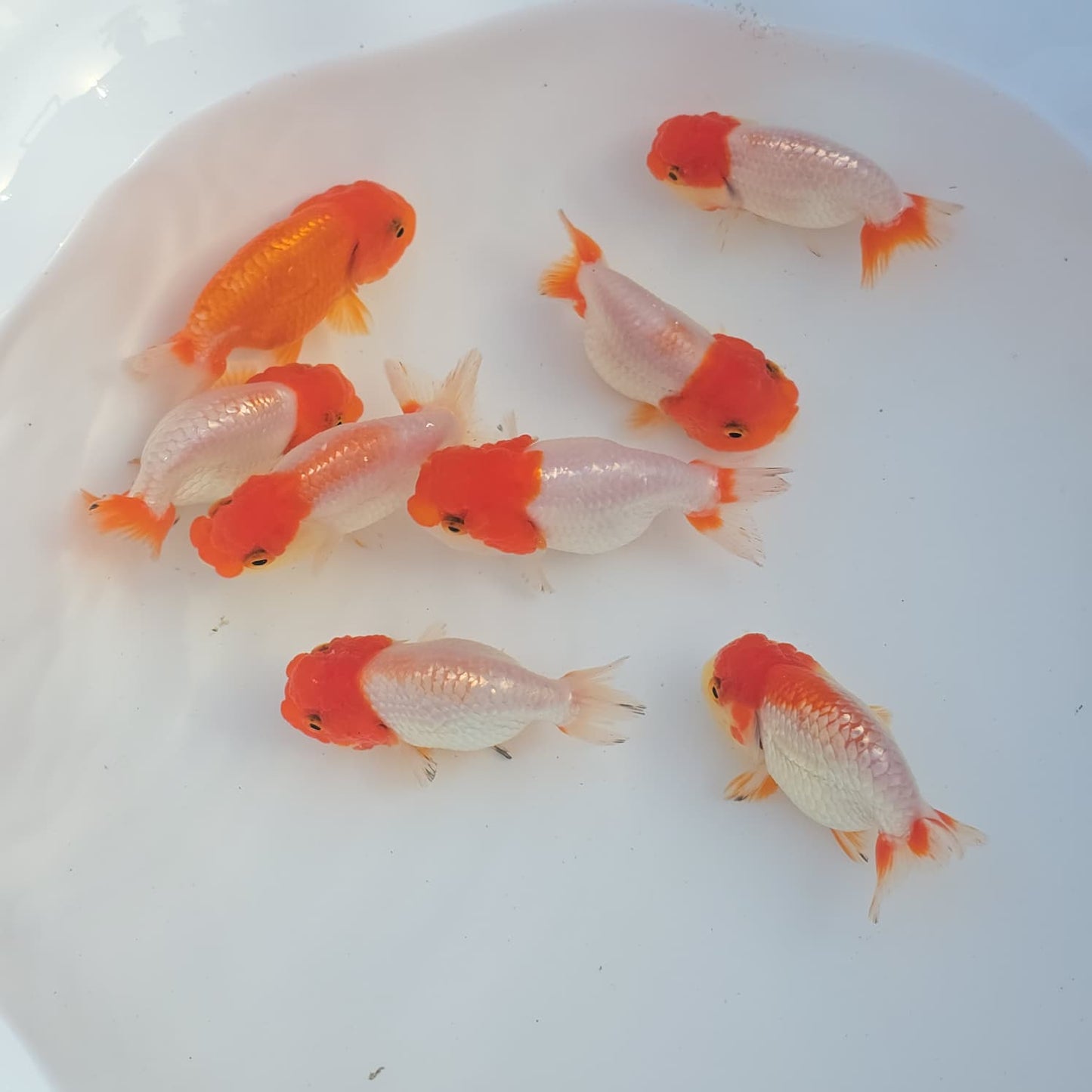 Mixed Ranchu 2.5 inch (Copy)