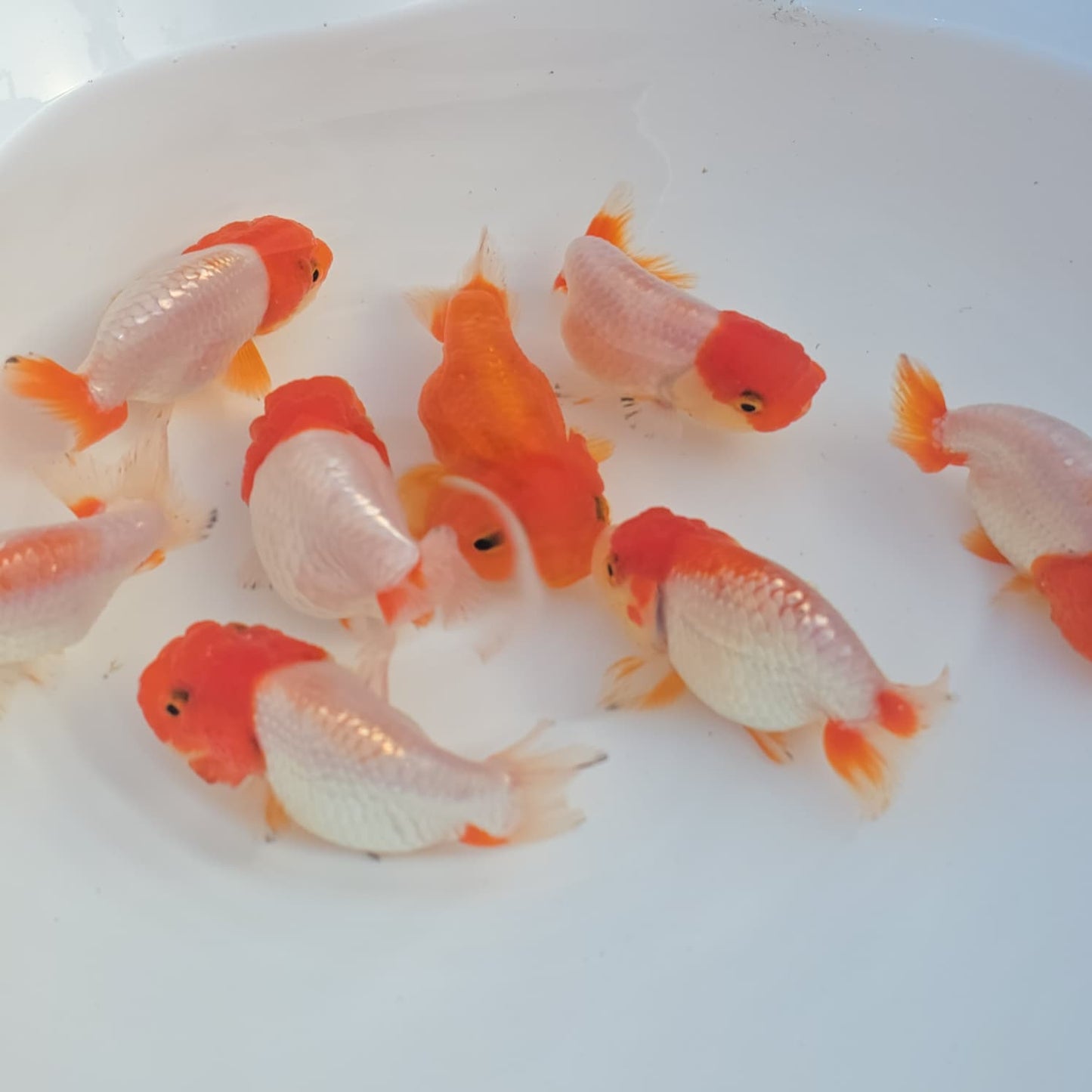 Red and Red & White Ranchu Lionhead/Dragonhead Juvenile
