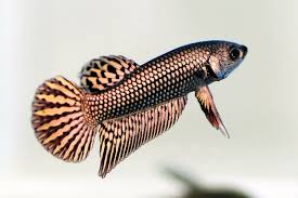 COPPER ALIEN MALE