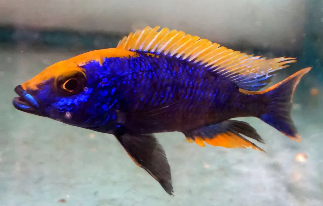 3" OVATUS CICHLID (PROTOMELAS SPILONOTUS "OVATUS")