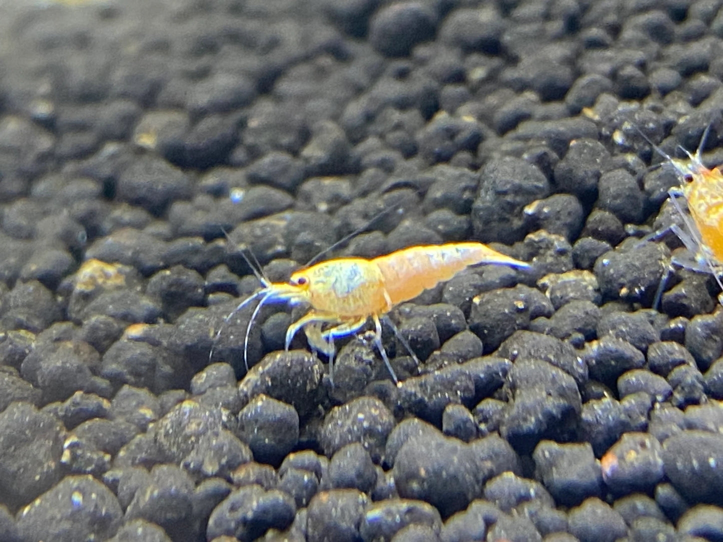 Golden Bee