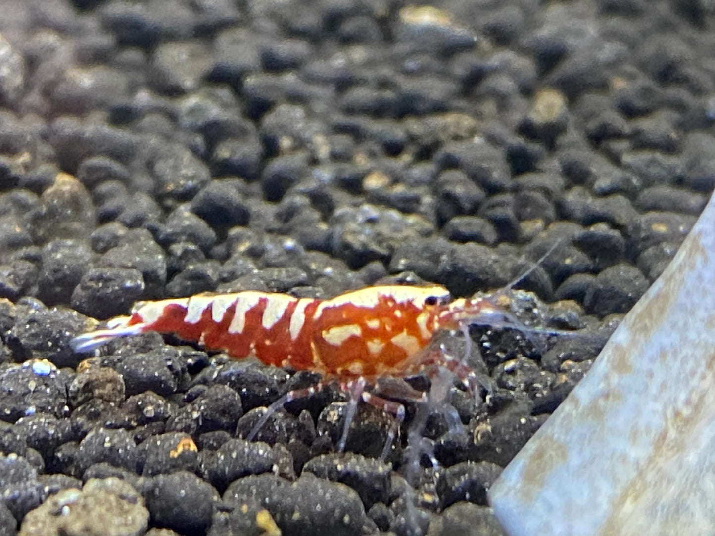Red Galaxy