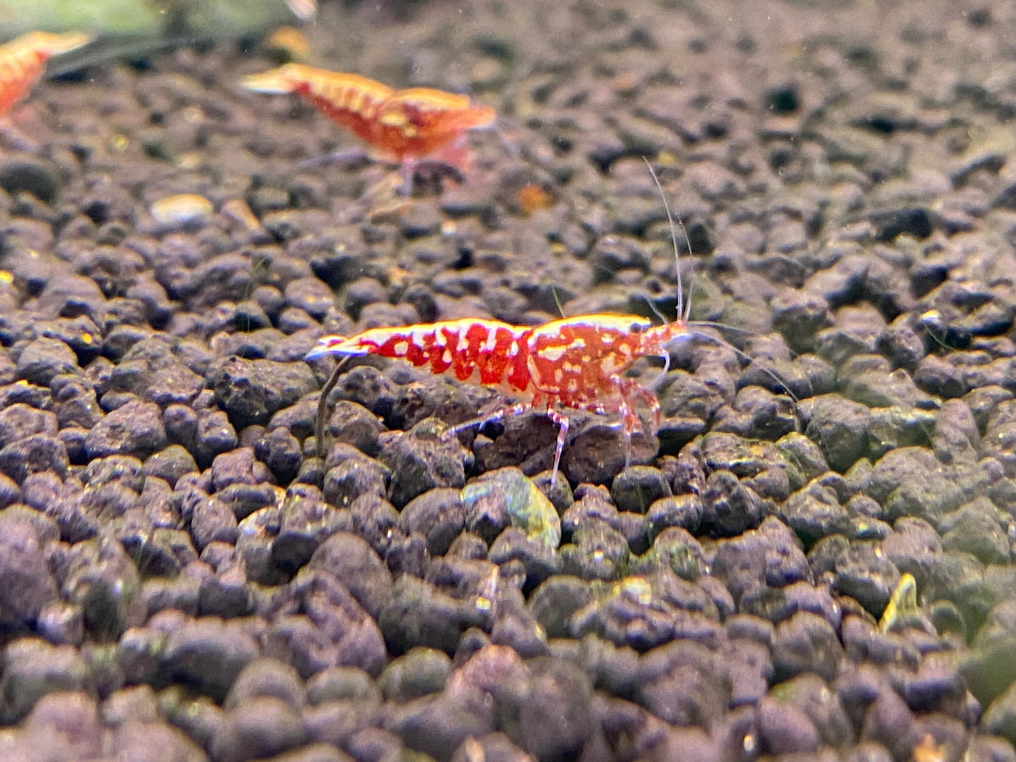 Red Galaxy