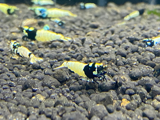 Black Pinto