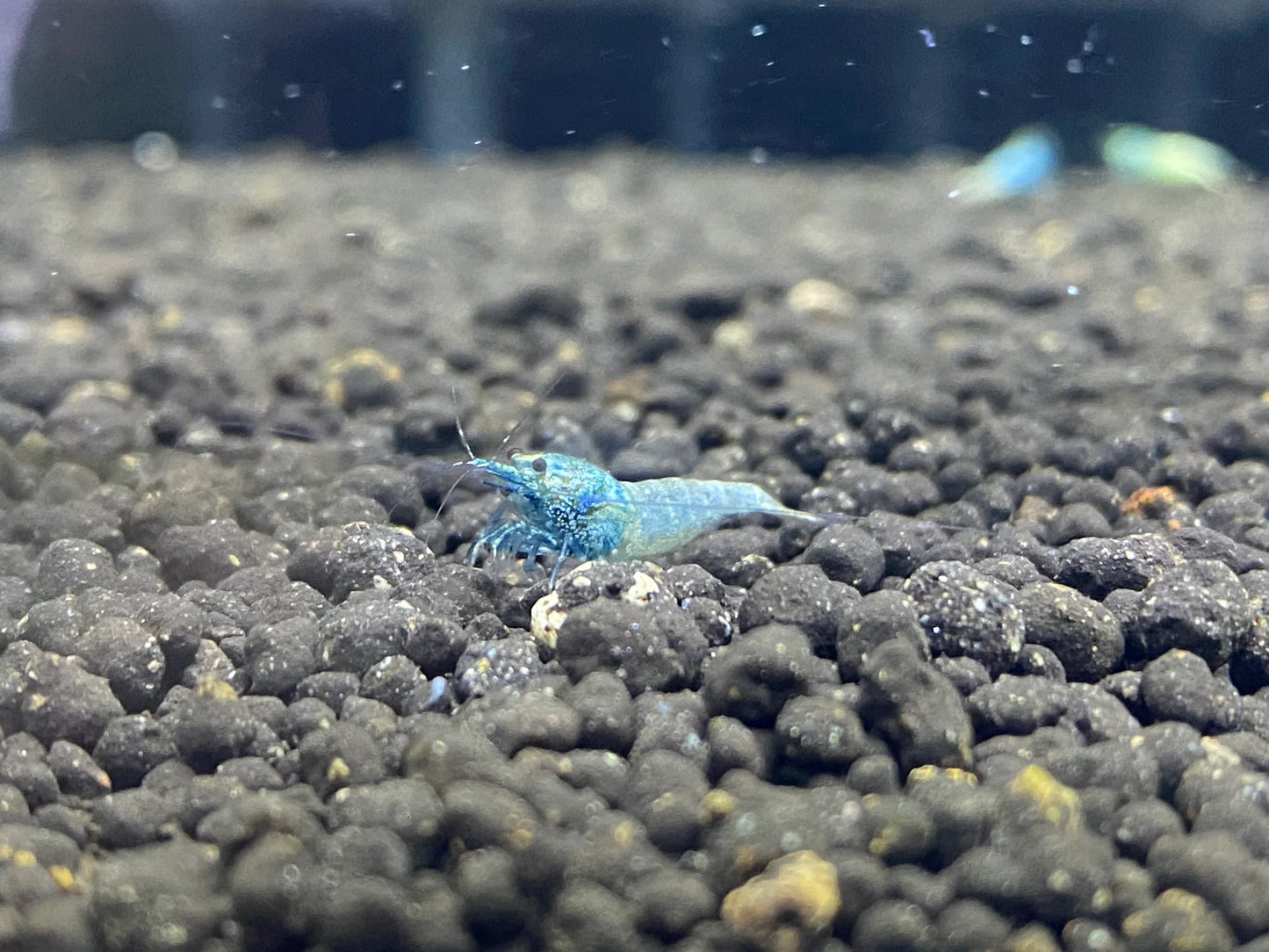 Taiwan Bee Blue Bolt A/S Grade