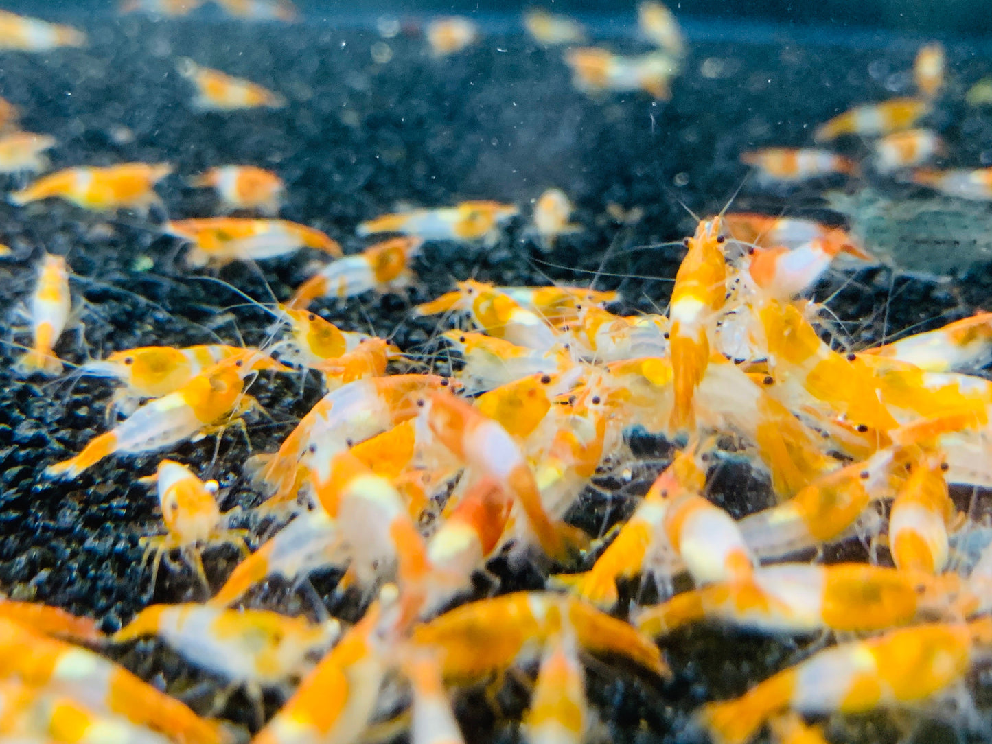 Orange Rili (5 + 1 DOA)