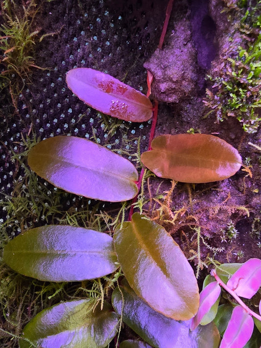 Marcgravia Rare Pink Salmon