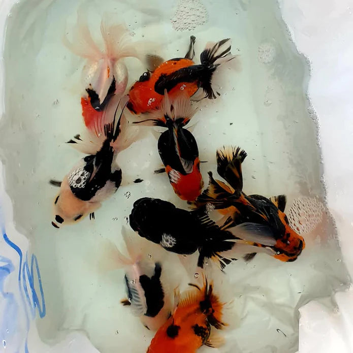 SPECIAL TRI COLOR THAI ORANDA