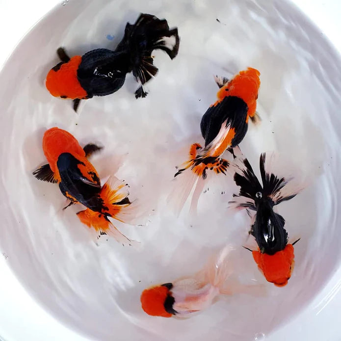 SPECIAL TRI COLOR THAI ORANDA