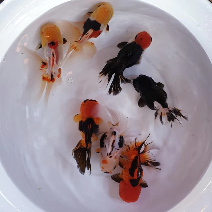 SPECIAL TRI COLOR THAI ORANDA