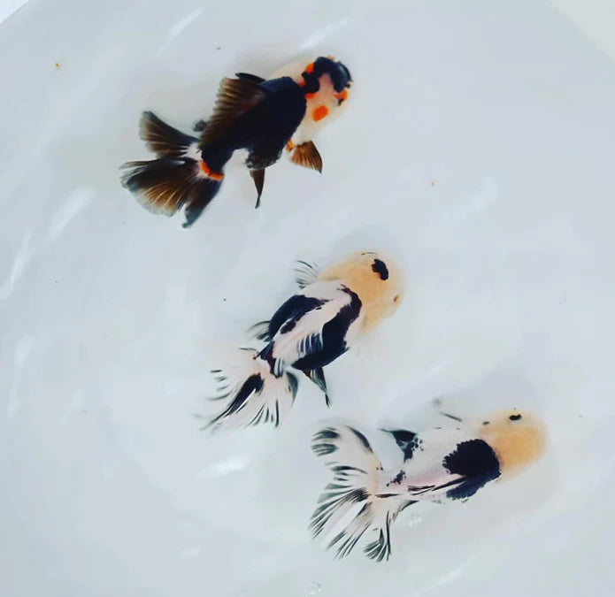 SPECIAL TRI COLOR THAI ORANDA
