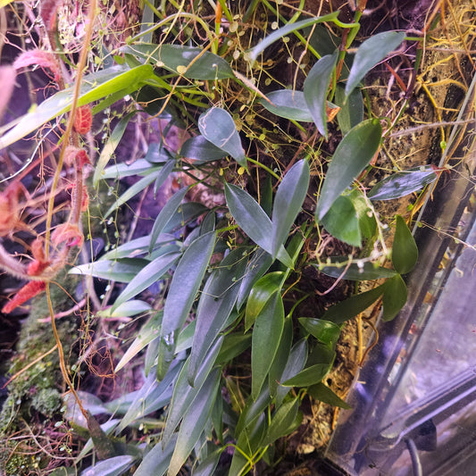 Philodendron Mini Midget