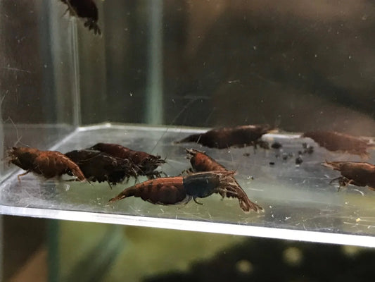 Onyx
