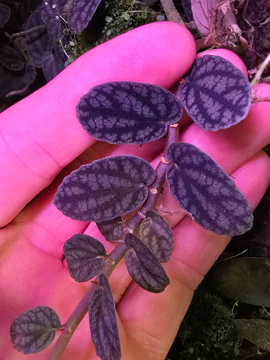 Pellionia Pulchra
