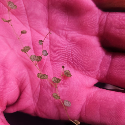 Peperomia Emarginella Ecuador