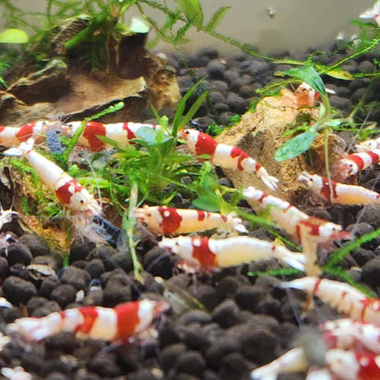 Crystal Red PRL (Pure Red Line)