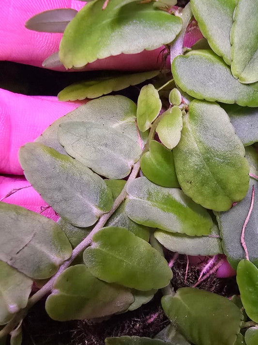 Marcgravia Rectiflora