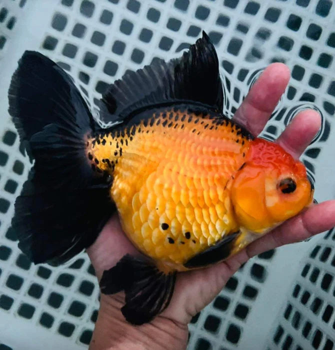 SPECIAL APACHE THAI ORANDA