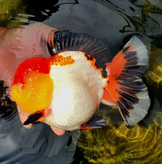 SPECIAL TRI COLOR THAI ORANDA