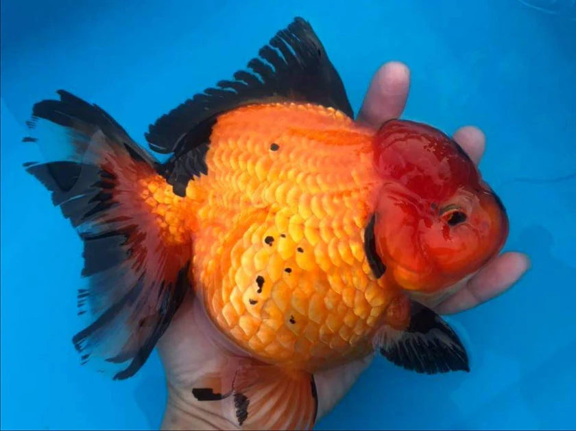 SPECIAL APACHE THAI ORANDA