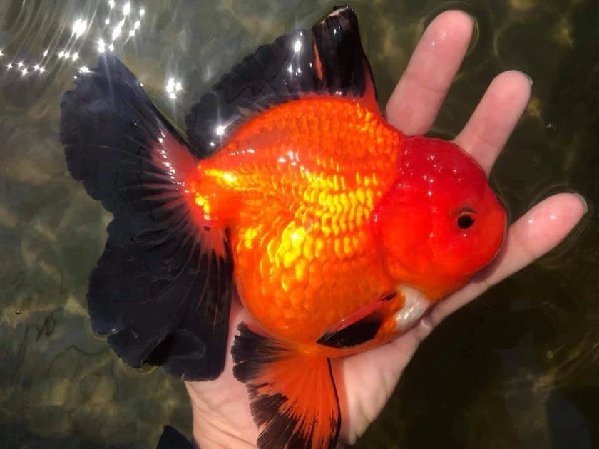 SPECIAL APACHE THAI ORANDA