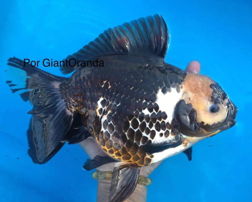 PANDA THAI ORANDA