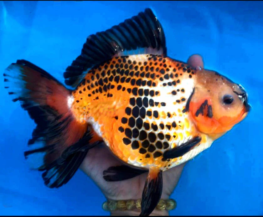 SPECIAL RED AND WHITE THAI ORANDA