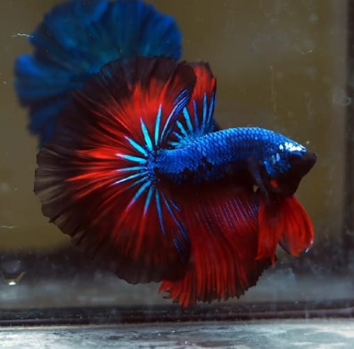 DRAGON MIX MOHAWK HALFMOON ROSETAIL MALE