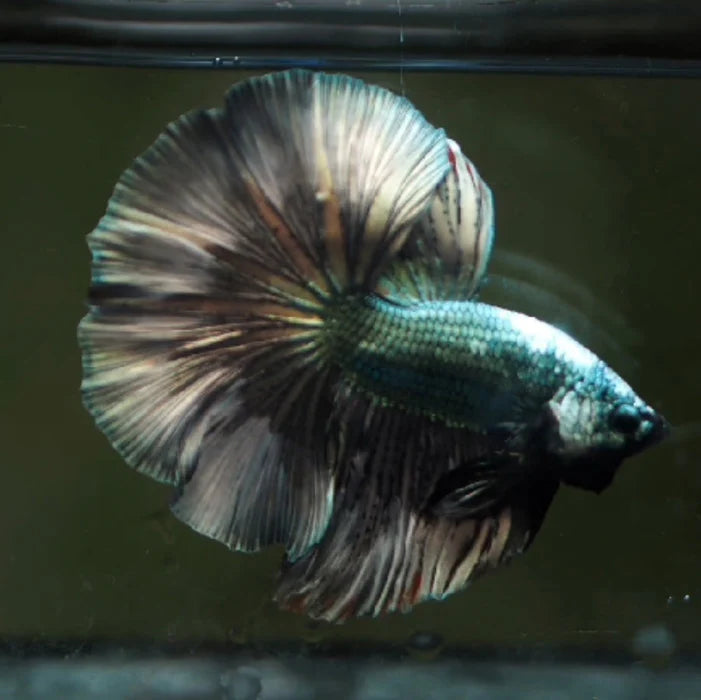 DRAGON MIX MOHAWK HALFMOON ROSETAIL MALE