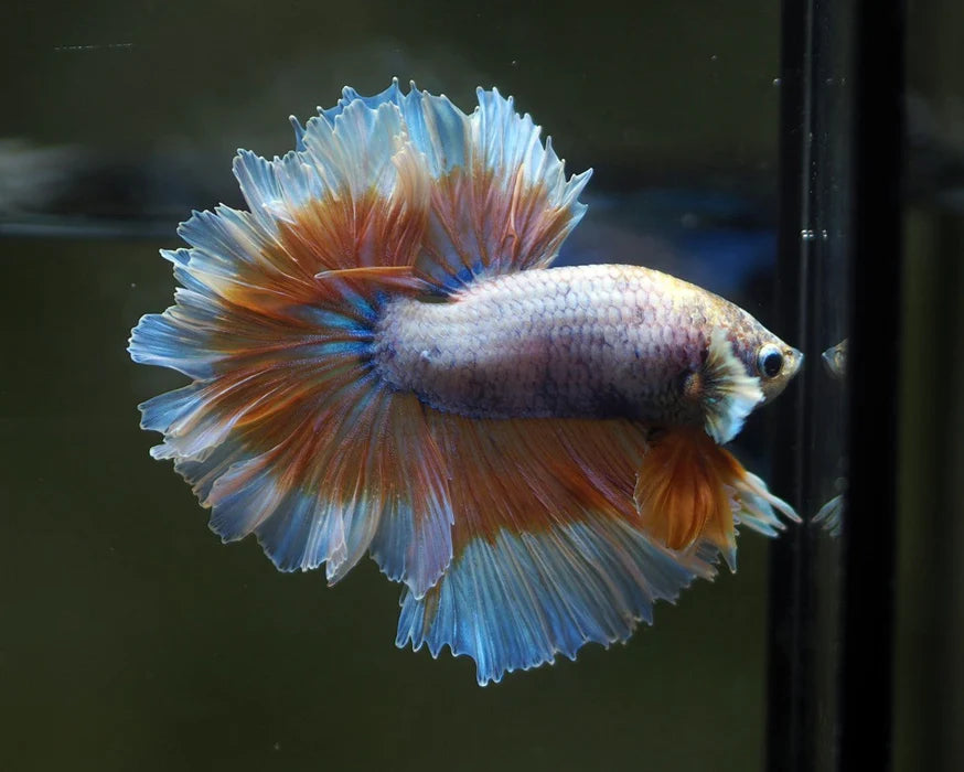 DRAGON MIX MOHAWK HALFMOON ROSETAIL MALE