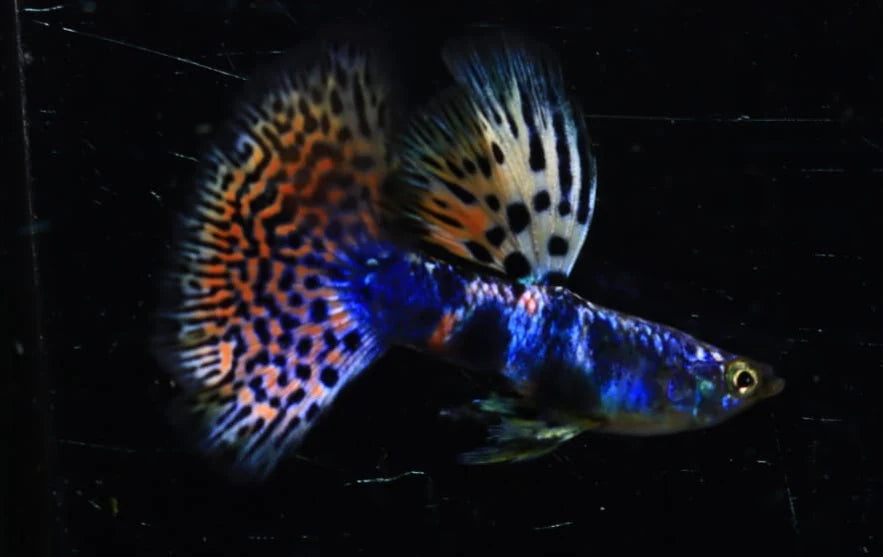 Rare Lazuri Rainbow Tiger Red Mosaic
