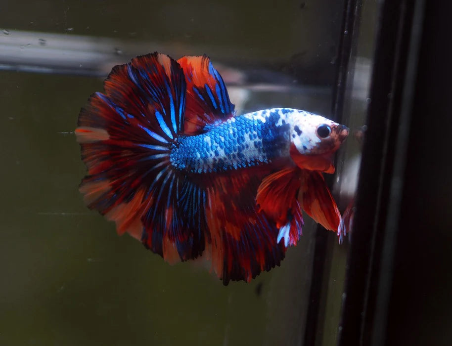 DRAGON MIX MOHAWK HALFMOON ROSETAIL MALE