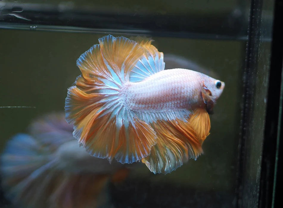 DRAGON MIX MOHAWK HALFMOON ROSETAIL MALE