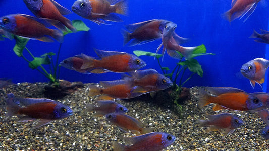 2-2.5"  RED KADANGO CICHLID (COPADICHROMIS BORLEYI)