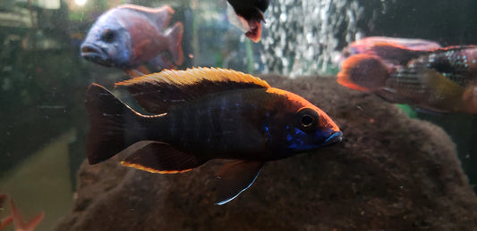 2.5" SULFUR HEAD/APACHE PEACOCK CICHLID (AULONOCARA MAYLANDI)